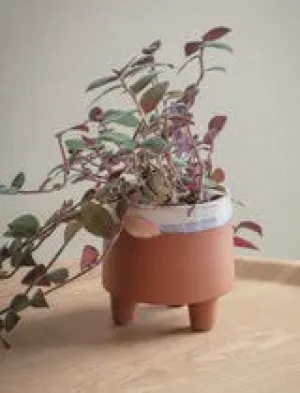 Halston Pot 16 cms