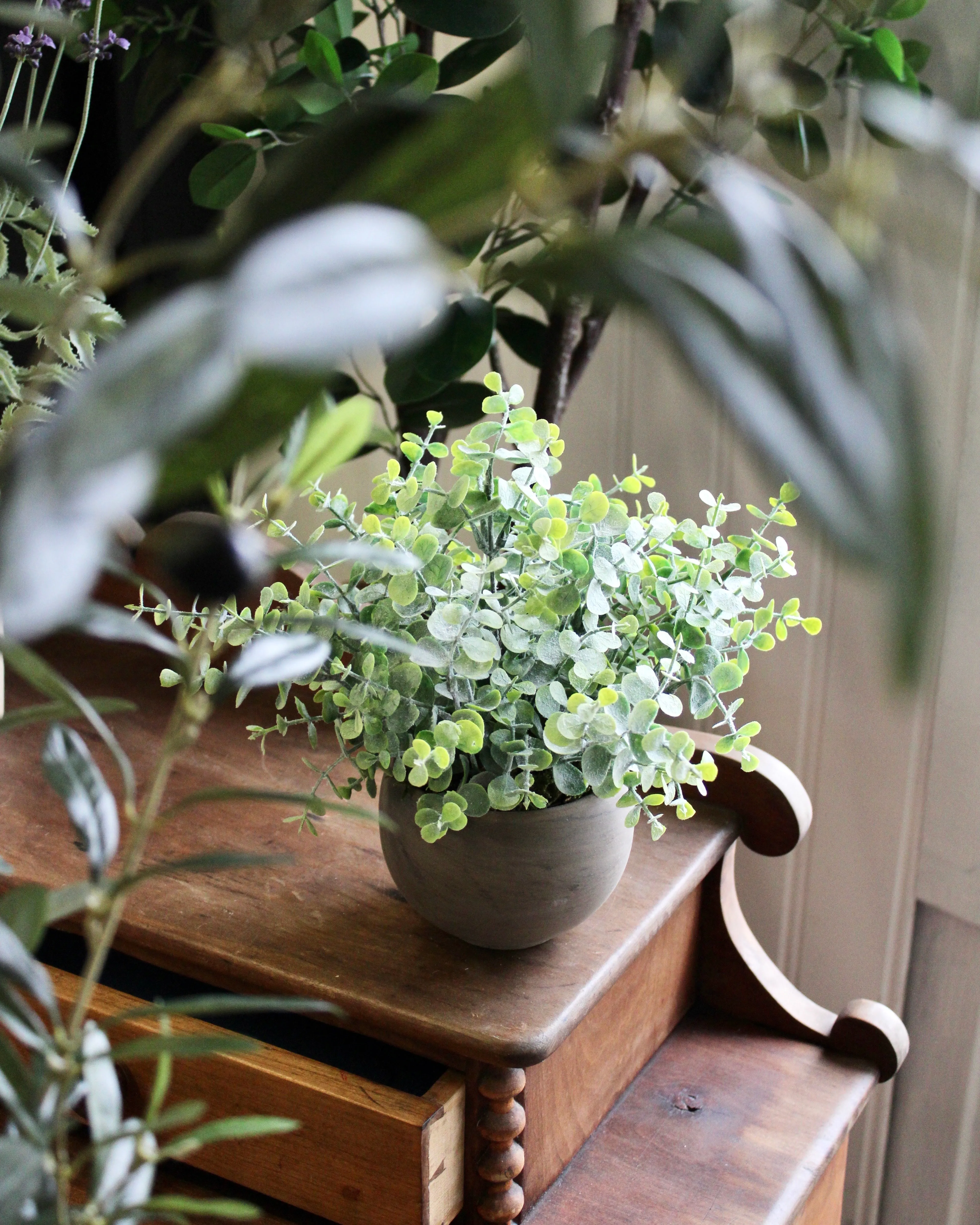 Potted Mini Eucalyptus Bush
